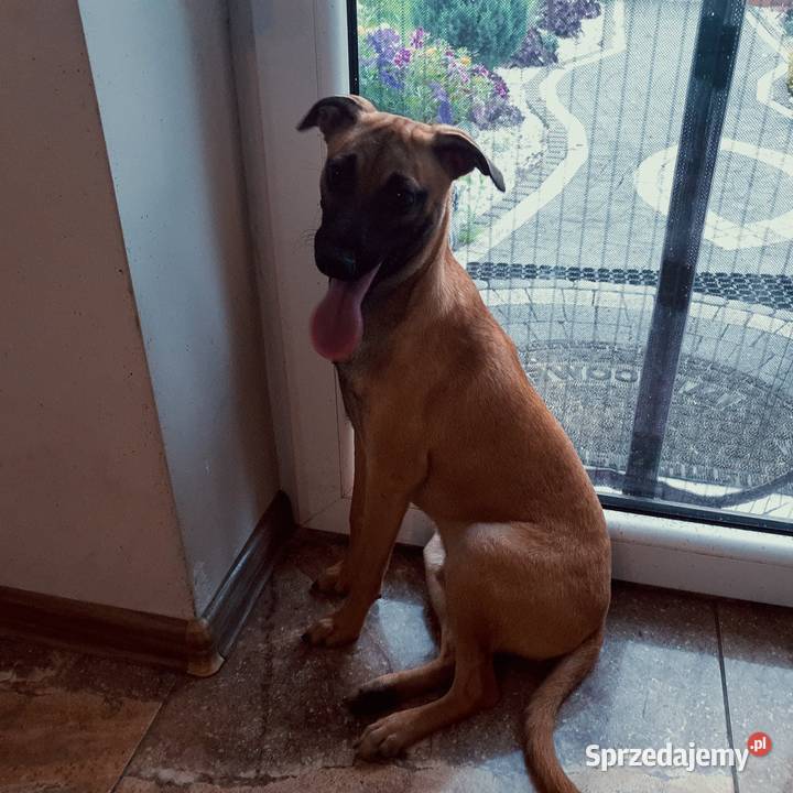 Pinczer Xolo Meksykańczyk Adopcja Radomsko