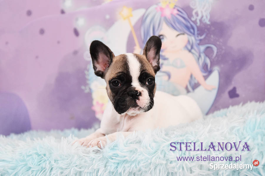 Buldog francuski szczenięta hod Stellanova FCI Warszawa sprzedam
