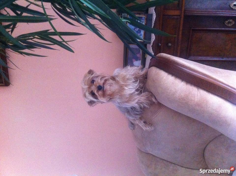 Śliczne i wyjątkowe białe Yorki opolskie Brzeg