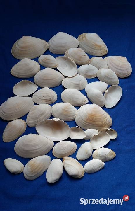 Muszlemuszelki naturalne 65Średnica 35Zestaw biały Łódź