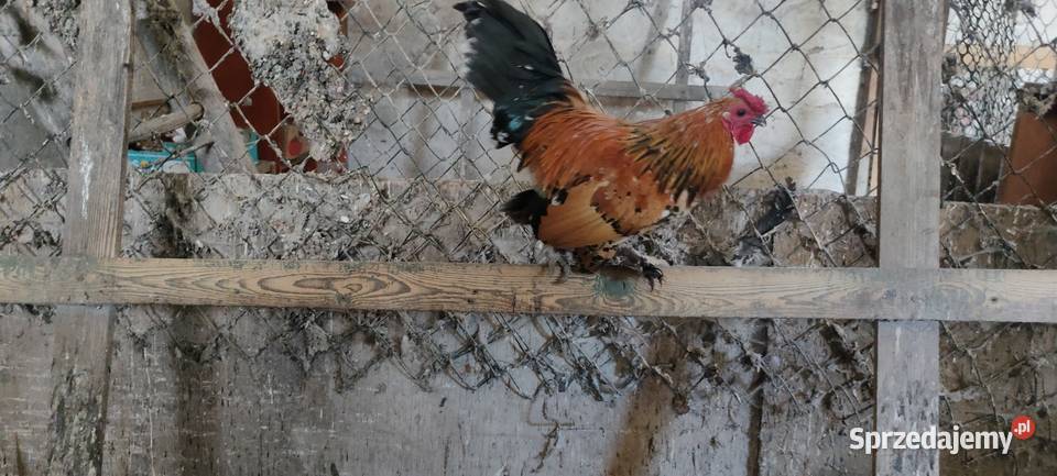 Sprzedam koguty kolorowe lubelskie sprzedam