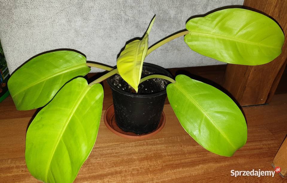 Filodendron philodendron lemon lime Warszawa