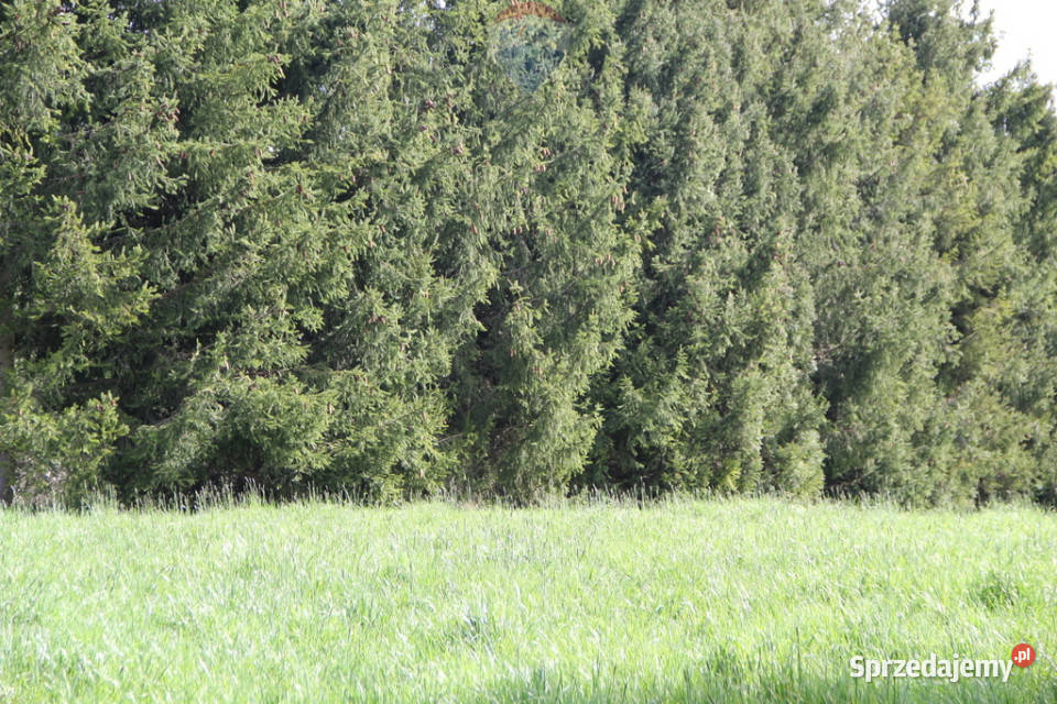 Kompleks działek w miejscowości Skomielna Biała polna