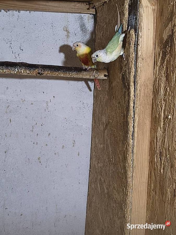 Rudosterki Para lęgowa śląskie