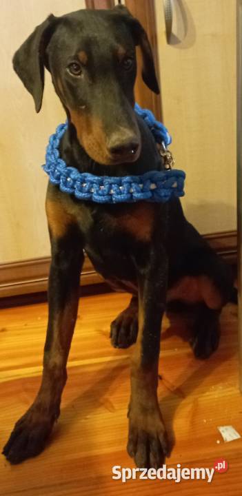 Suczka i piesek rasy Doberman półroczne Doberman świętokrzyskie Michałów