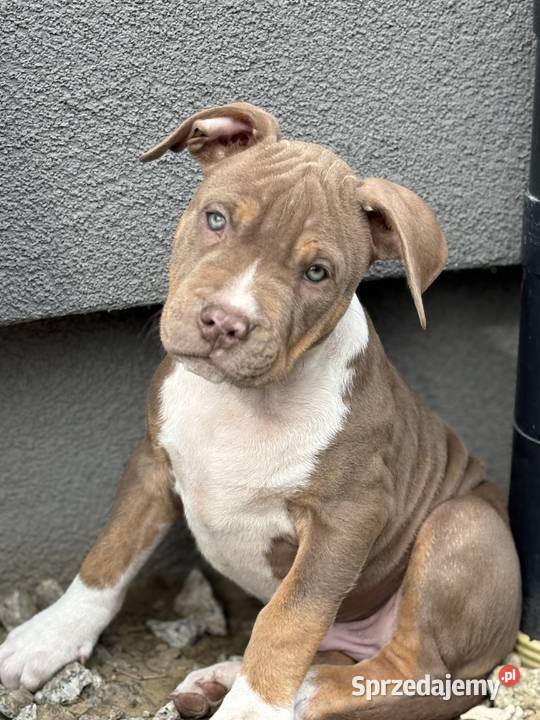 American bully xl szczeniak Czerlejno