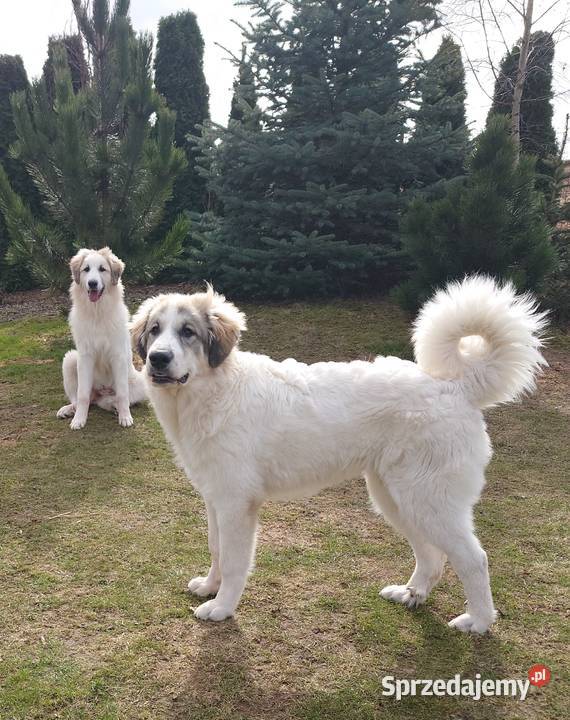 PIRENEJSKI PIES GÓRSKI SZCZENIĘ GOTOWE DO Tczew