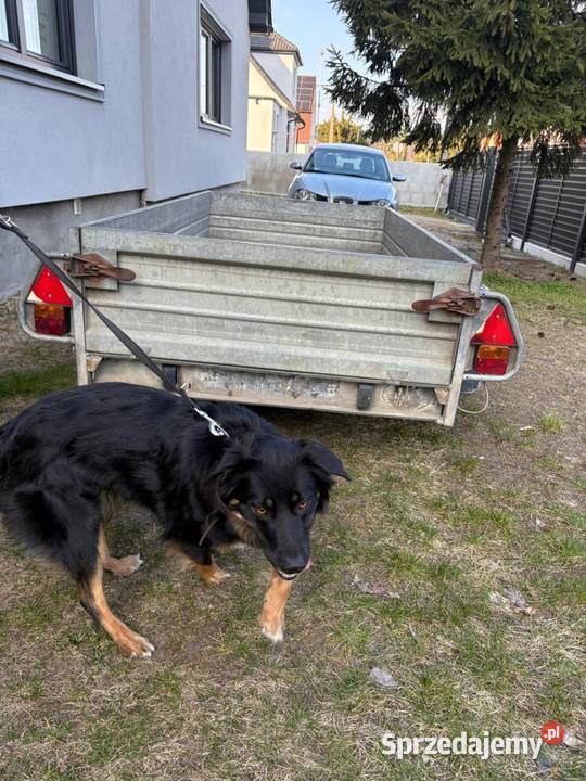 Przyczepka Brenderup 2 osiowa DMC 1000 z wielkopolskie Kalisz