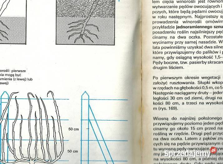 Sadownictwo i szkółkarstwo Podręcznik rolnictwo tradycyjny podręcznik
