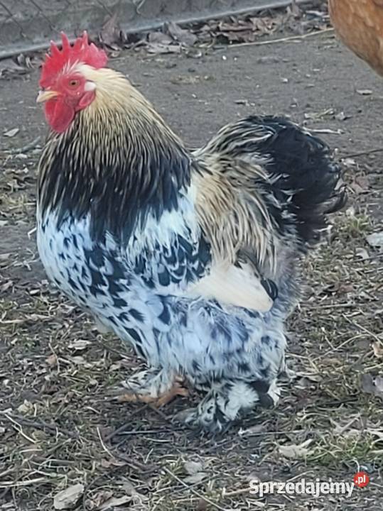 Jaja legowe Karzełek łapćiaty i Kohin