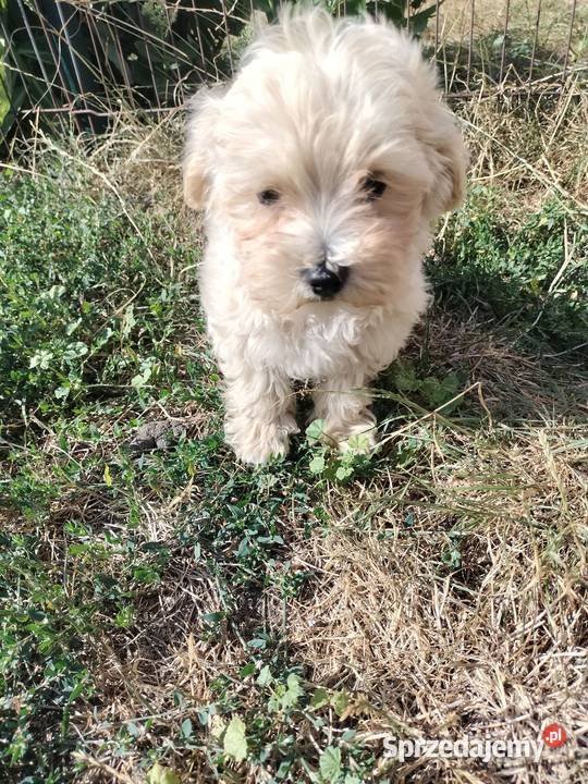 Maltipoo piesek i suczka lubelskie Łaziska