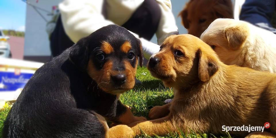 Śliczne pieski 5 tygodniowe Oddam Pozostałe Malinówka sprzedam