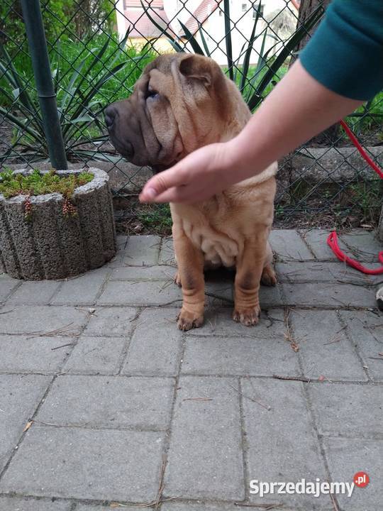 Shar pei szczeniaki wystawowe sprzedam