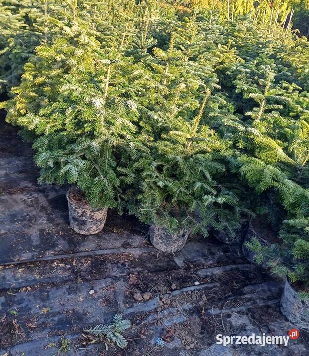 jodła kaukaska rosnąca w donicy kopana cięta60 Grójec