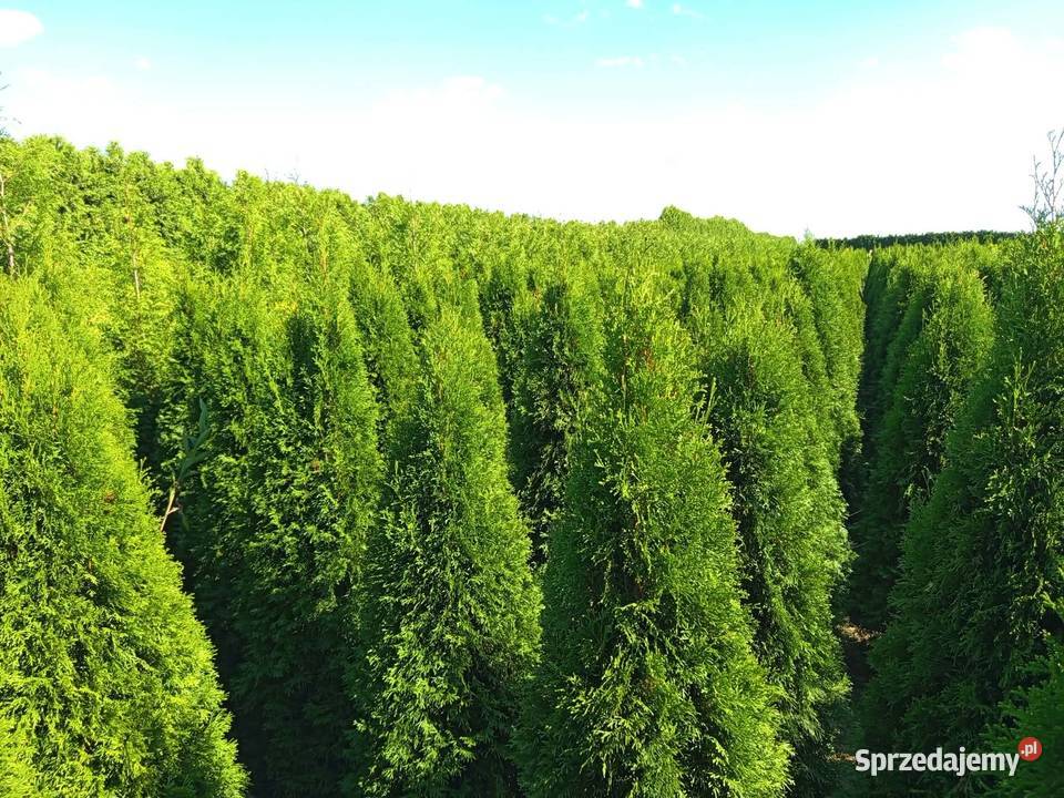 Thuja Smaragd 160170 55 Wrocław Januszkowice