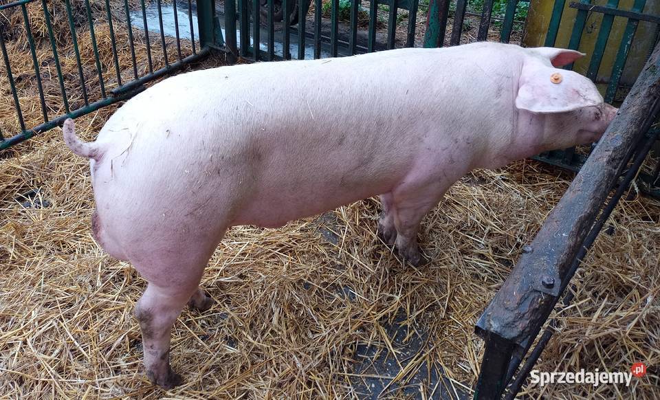 Knurki knury młode knurki Trzoda chlewna Strzałkowo