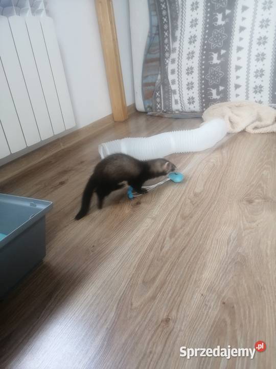 Sprzedam fretkę Werbkowice