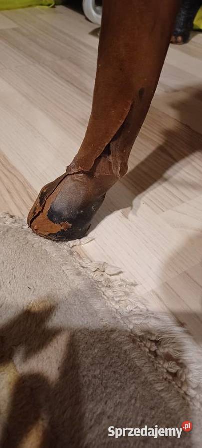 W POZNANIU KUP SKORZANEGO PRLOWSKIEGO KONIA Środa Wielkopolska