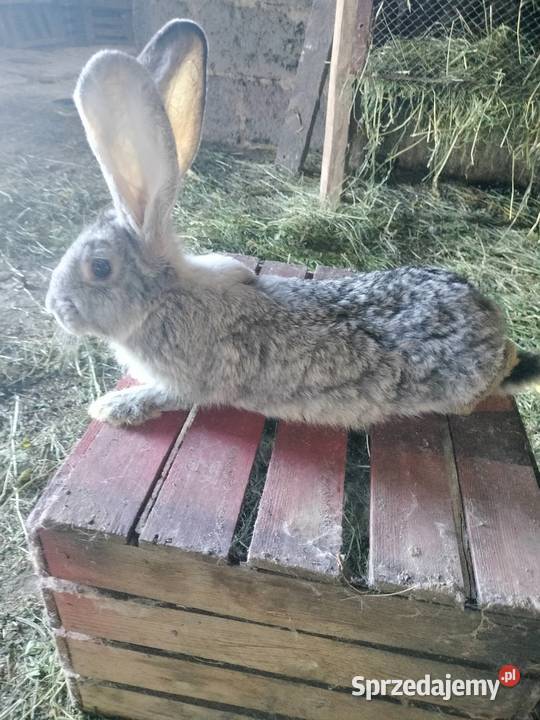 Belg Olbrzym Pacanów sprzedam