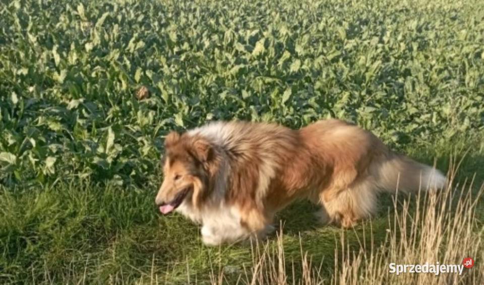 Pies Owczarek Szkocki Collie wielkopolskie Koźmin Wielkopolski