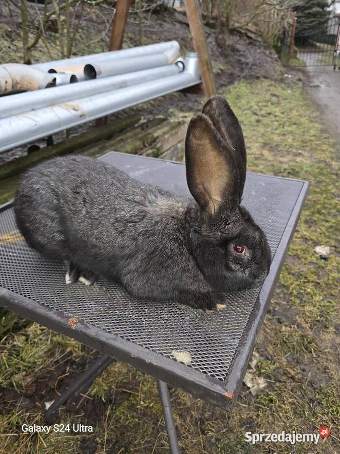 Króliki belgijskie i barany francuskie Pławna Górna