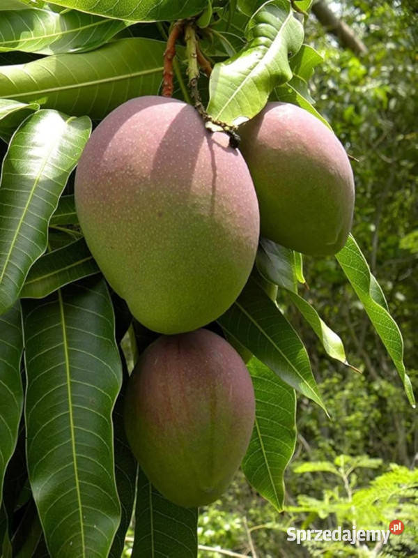 MANGO INDYJSKIE Mangifera indica NASIONA 100g Nasiona Nasiona kujawsko-pomorskie Lubanie
