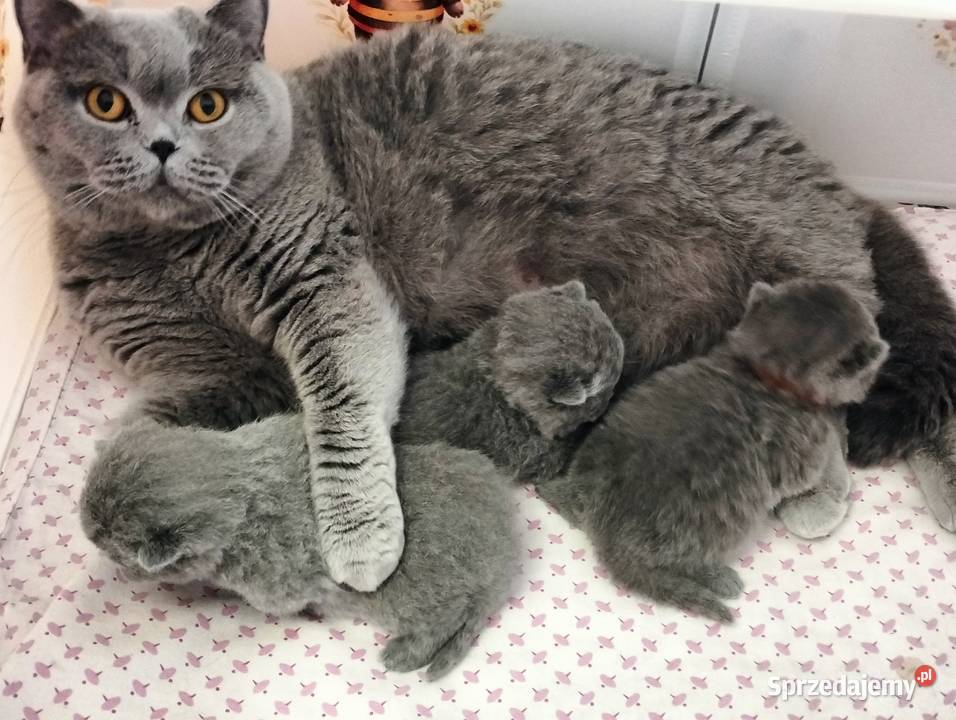 Koteczka niebieska Rodowód Międzynarodowy Łódź