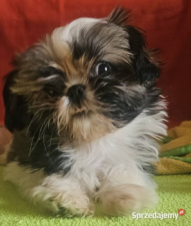 Shih Tzu dziewczynki Częstochowa