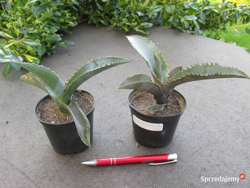 Agawa marmurowa agave marmorata ostatnie 2 Kraków