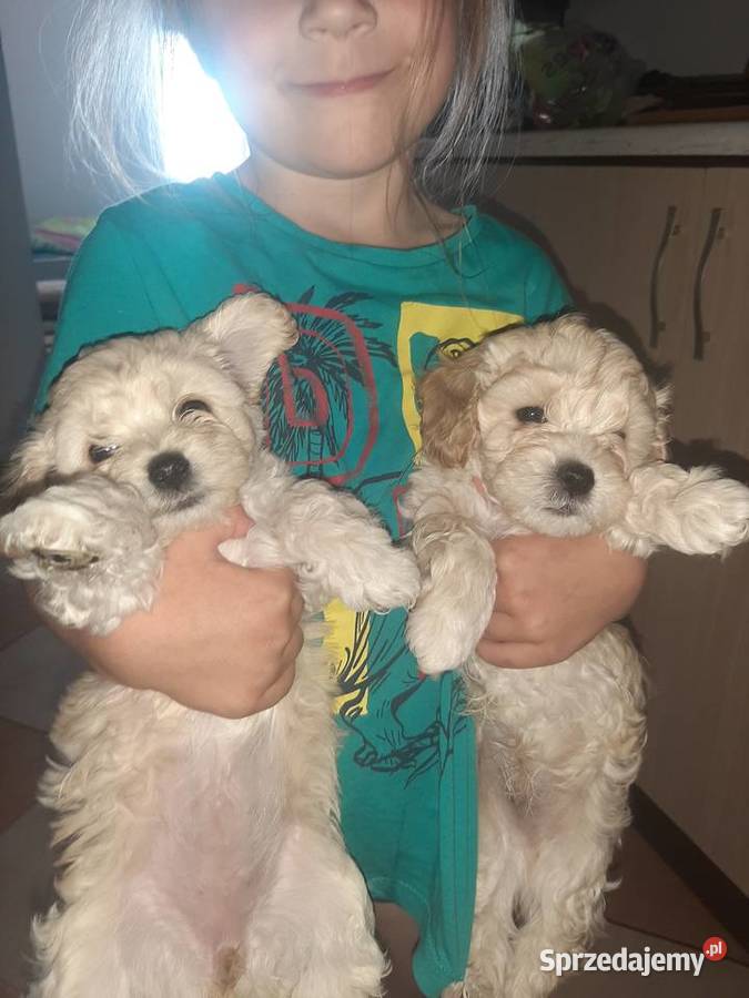 Bisspoo FRISPOO Maltipoo Zamość