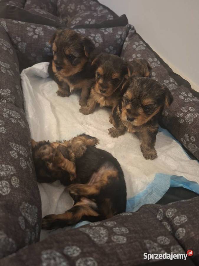 Szenieta z rodowodem ZKwP mazowieckie Wierzbica