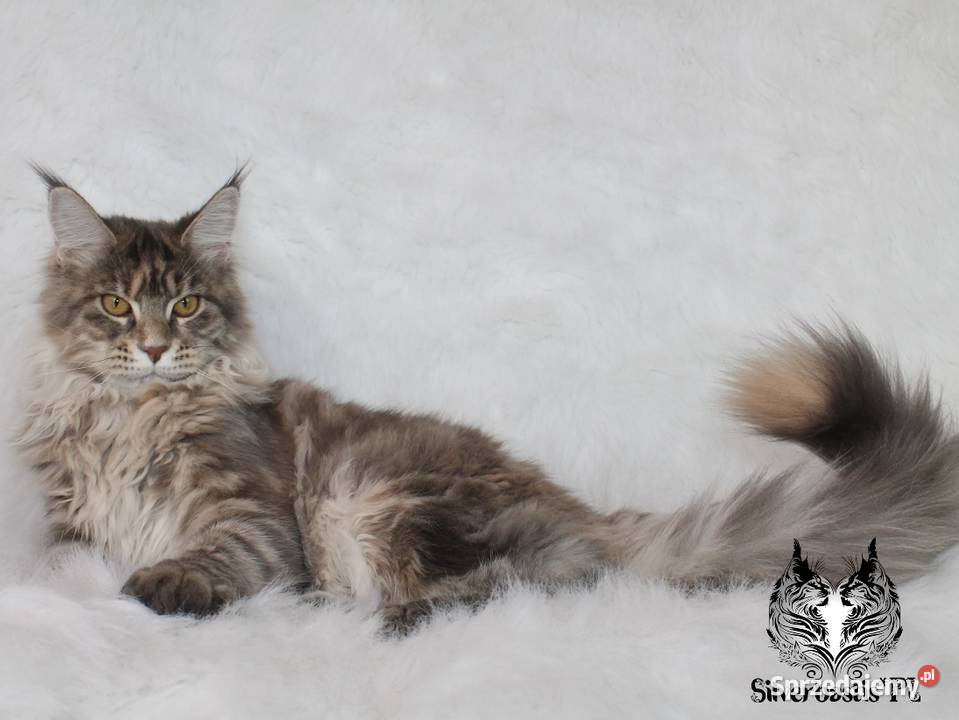 Kotka Maine Coon kociego behawiorysty Nowa Ruda