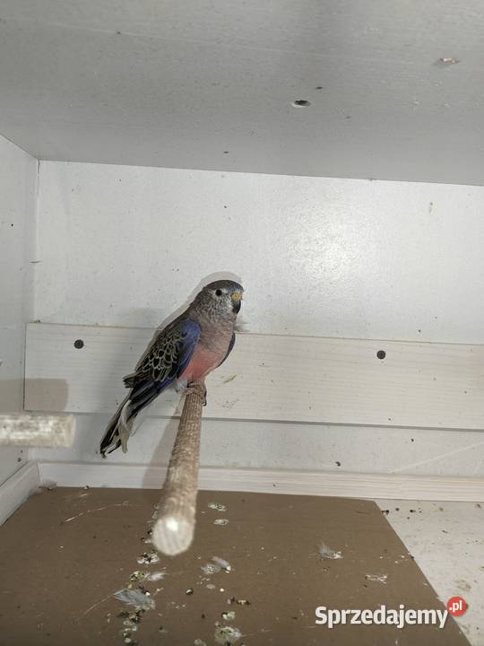 Liljanka samczyk małopolskie Jazowsko