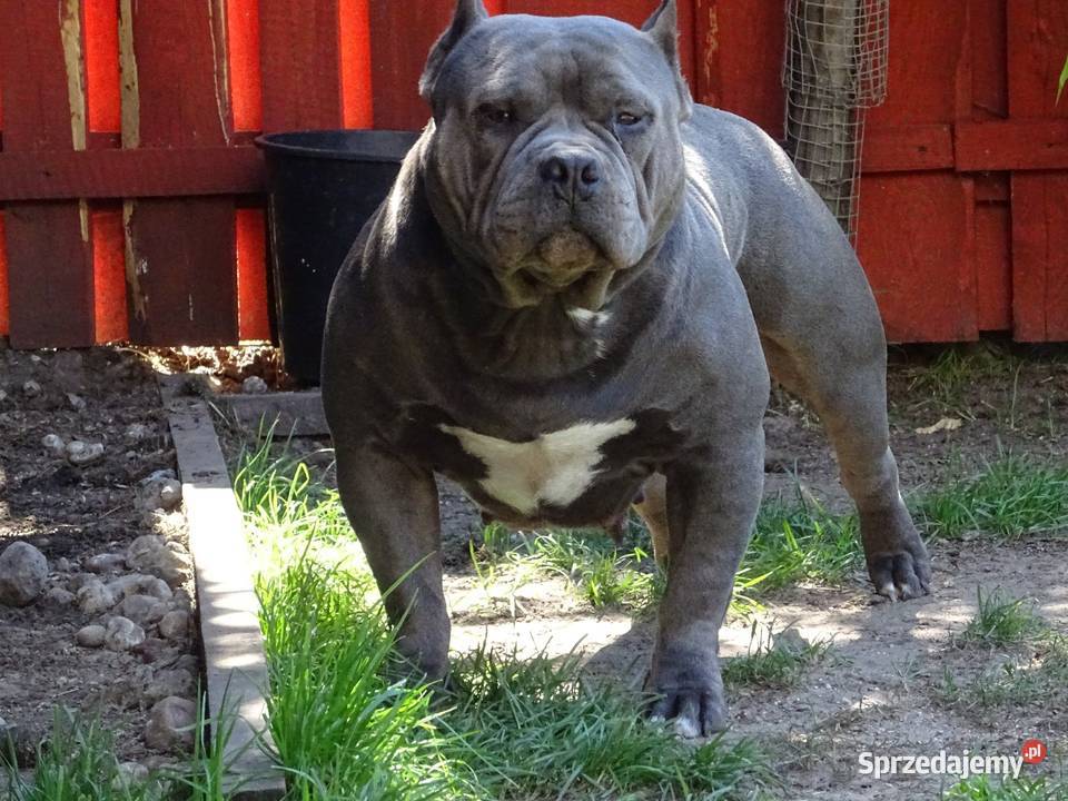 American Bully suczki ABKC Grodzisk Wielkopolski
