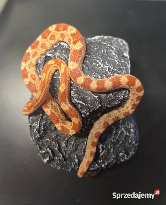 Wąż zbożowy samica Miękinia