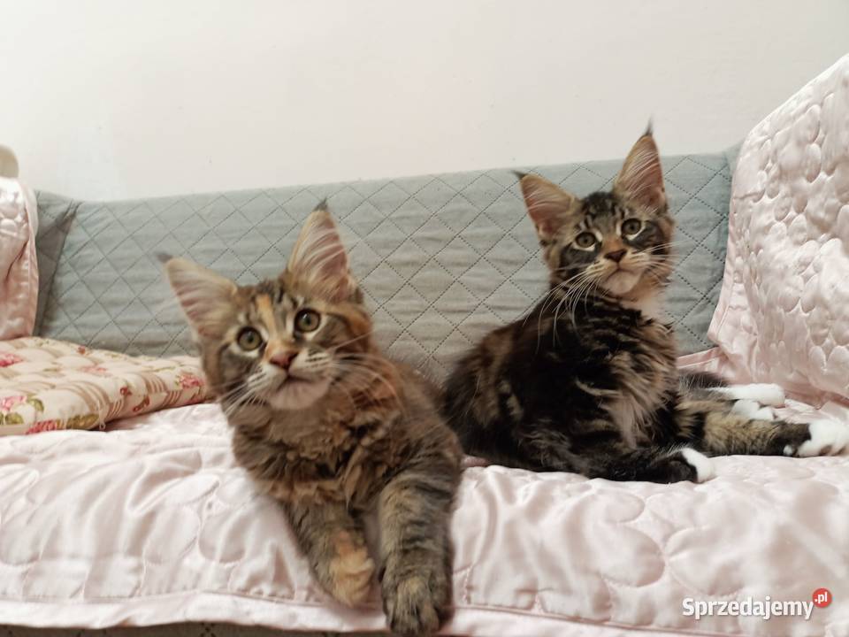 Cudowne kociaczki Maine coon Koty Wrocław