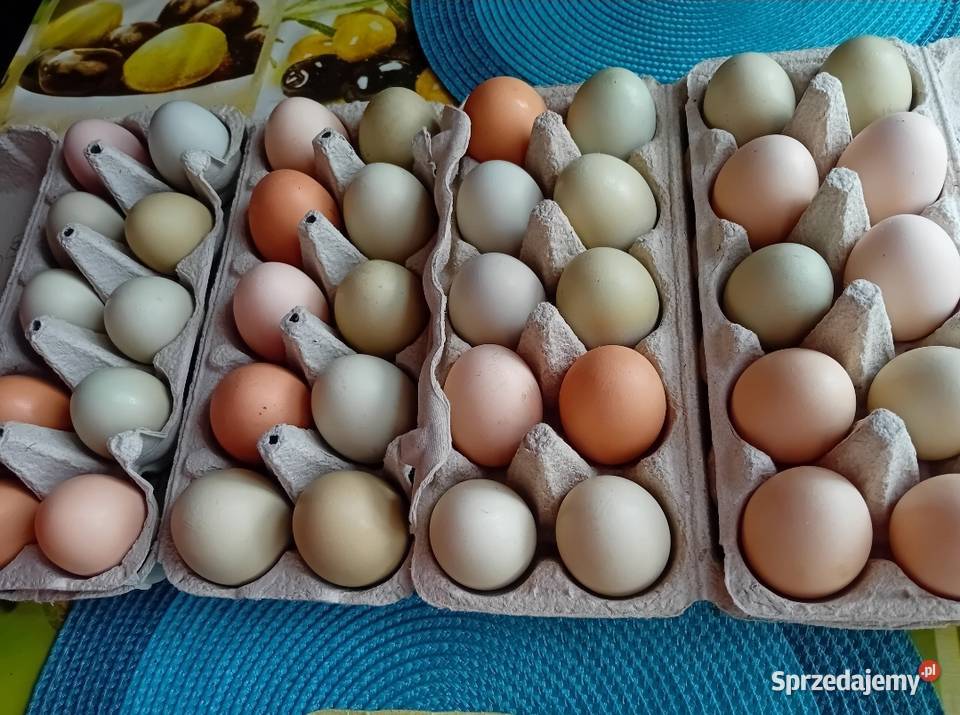 Jaja wiejskie kacze gęsie indycze Borzęcin Duży sprzedam