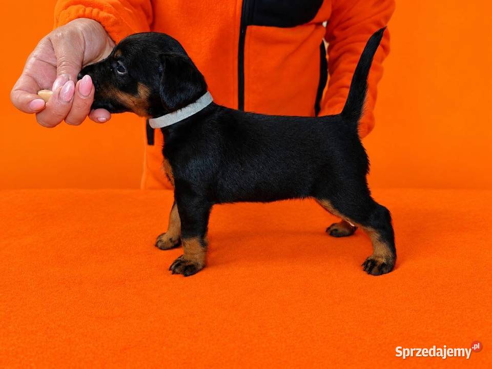 Terrier Niemiecki ZKwP łódzkie Sieradz