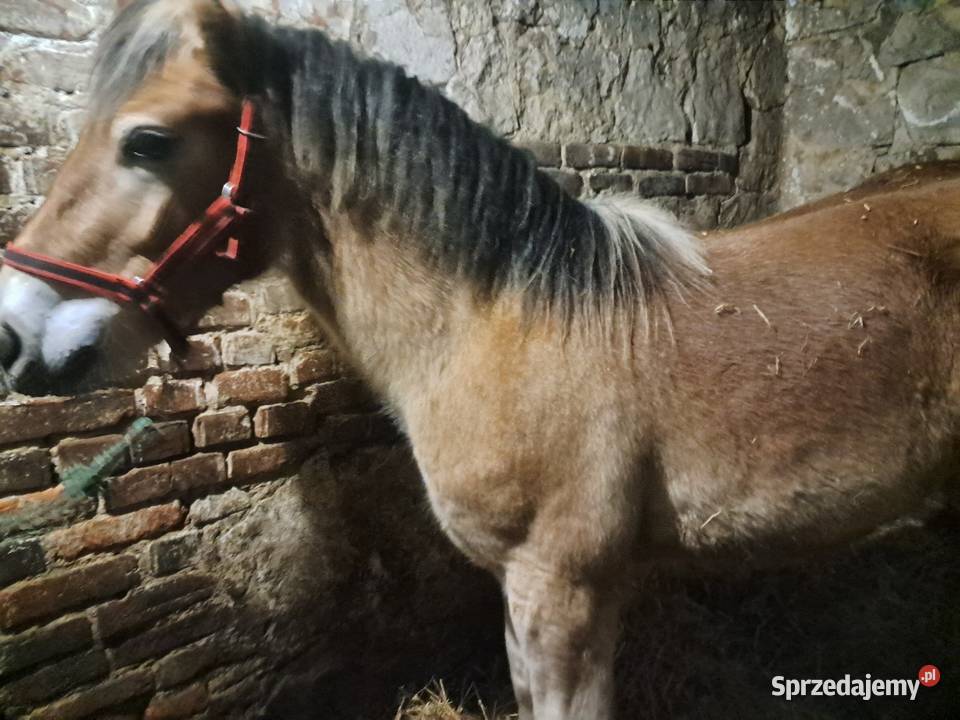 Ogierki zimnokrwiste Janów sprzedam