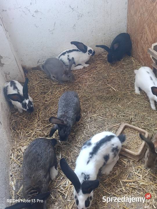 Sprzedam króliki Ciasna