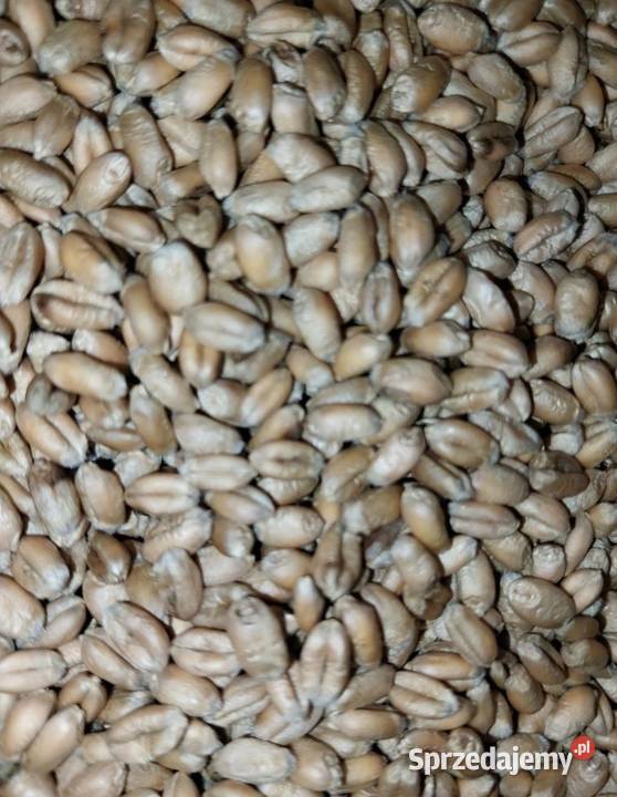 Pszenica ozima 2023 Radoryż Smolany