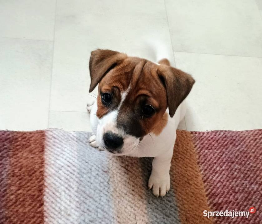 Suczka Jack Russell Terrier Jack Russell Terrier Rawicz sprzedam