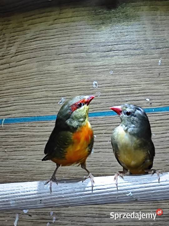 Bengalik złotobrzuchy para 2025 astryld Astryldy Myślenice