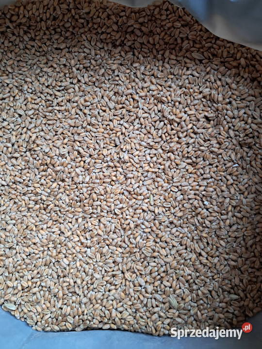 Pszenica ozima SY Landrich Zboża Tyszowce