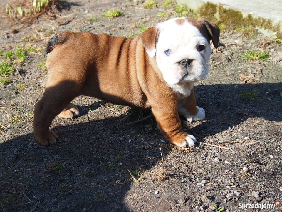 Buldog Angielski suczka Skierniewice