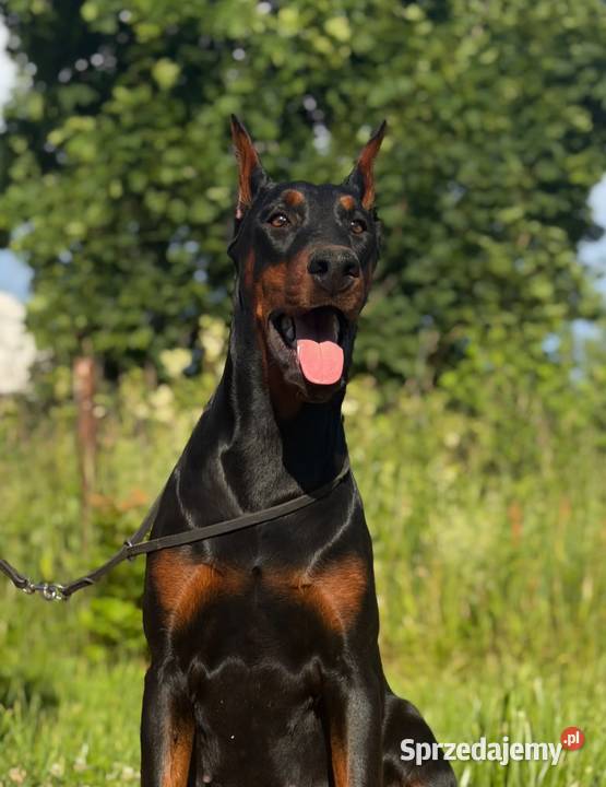 Szczeniak dobermana Głowno