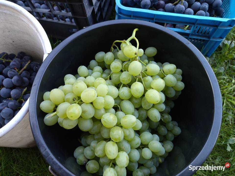 Winogron na wino soki i do bezpośredniego Owoce dolnośląskie