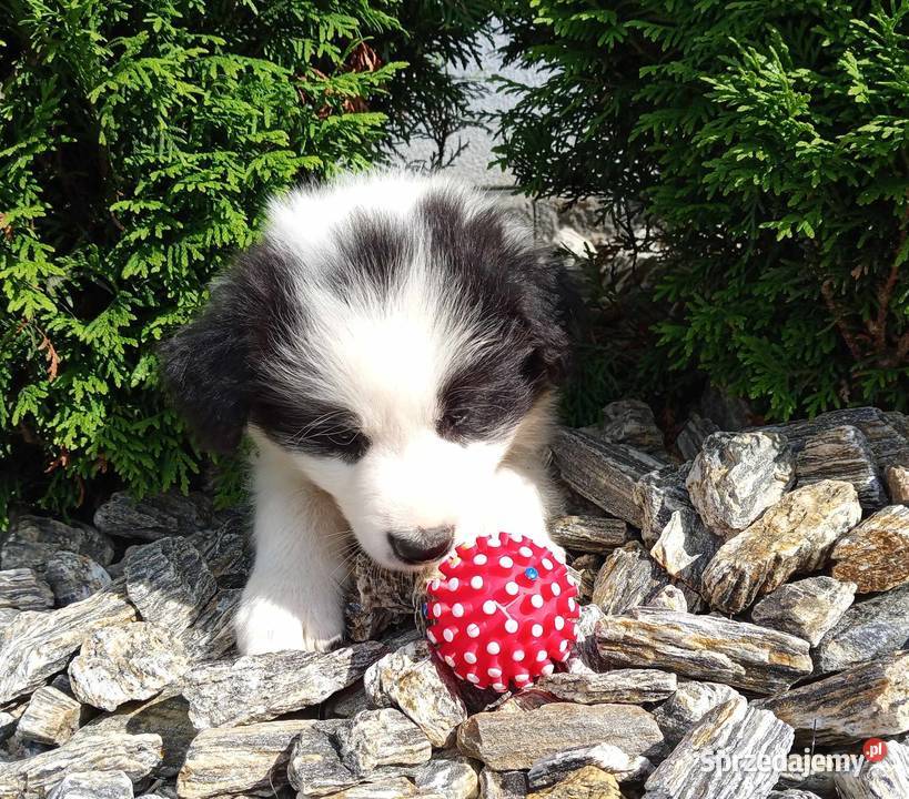 Border Collie FCI do odbioru lekarza weterynarii Dębica