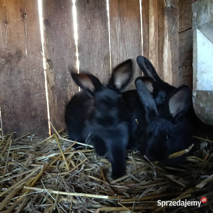 Królik Króliki Młode Jastrzębie-Zdrój