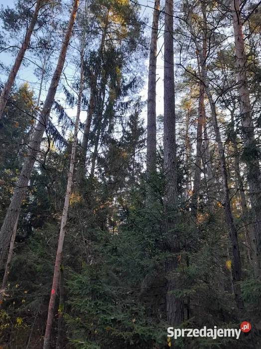 Sprzedam las 40 120 letni o powierzchni 295 ha Policzna sprzedam
